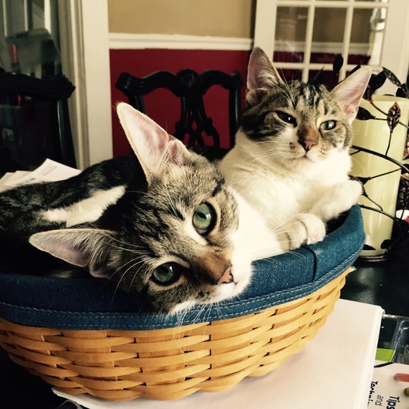 Meet your Posher, Maggie - Picture 1 of 1